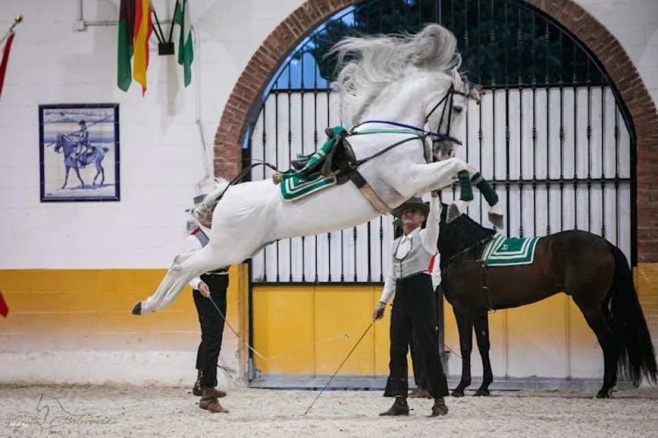 Andalusian horse flamenco show in Torremolinos