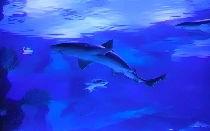 Antalya Aquarium and Face2Face Wax Museum Combo Ticket Image 10