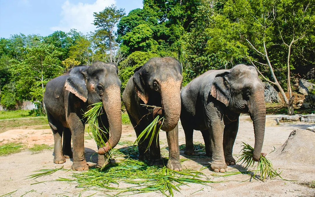 Ao Nang Elephant Sanctuary Half-Day Guided Tour with Hotel Transfers Image 2