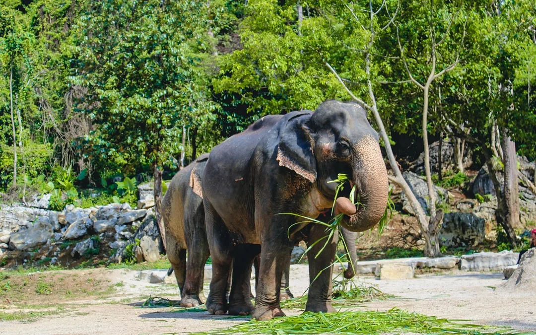 Ao Nang Elephant Sanctuary Half-Day Guided Tour with Hotel Transfers Image 3