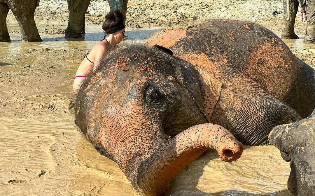 Ao Nang Elephant Sanctuary Half-Day Guided Tour with Hotel Transfers Image 5