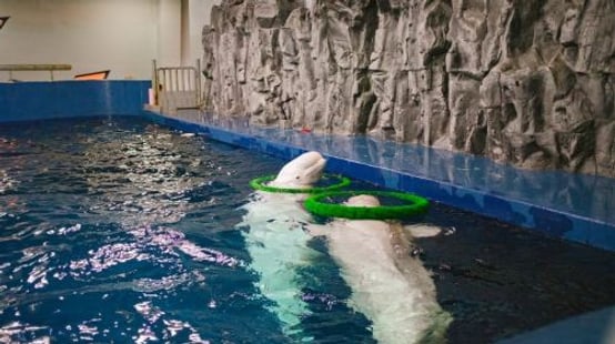 Aqua Planet Yeosu experience image 3