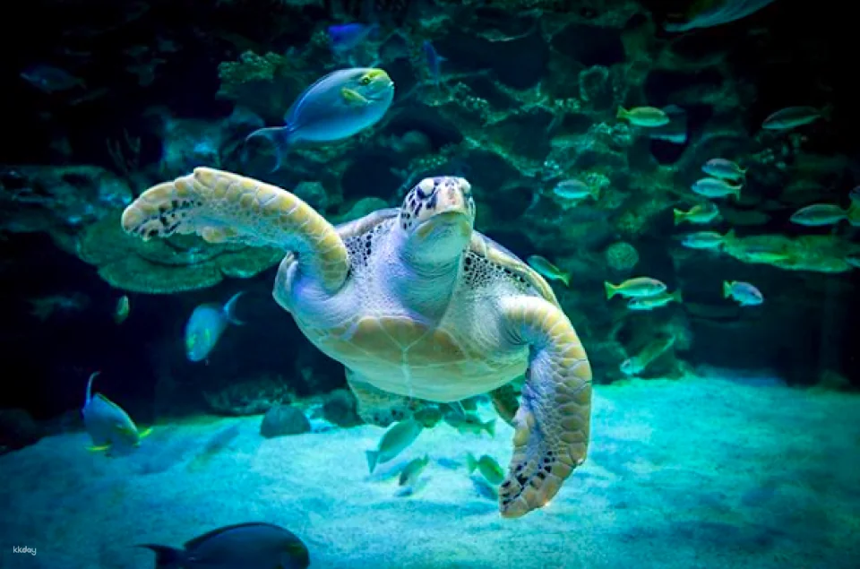 Aquaria KLCC Direct Entry Ticket in Kuala Lumpur | Malaysia