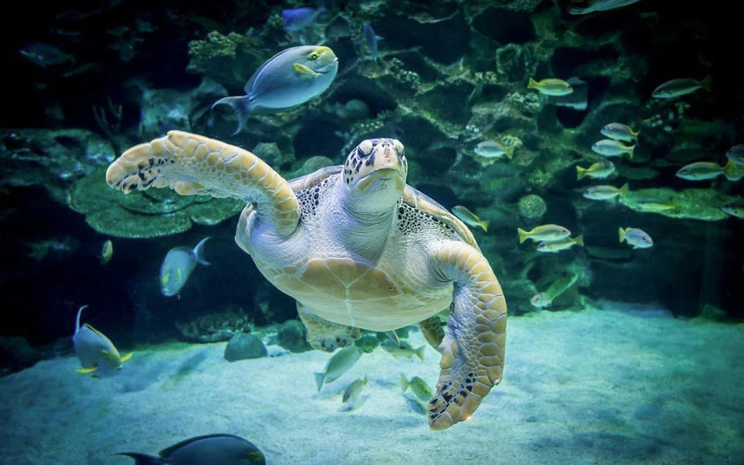 Aquaria KLCC Tickets Image 11