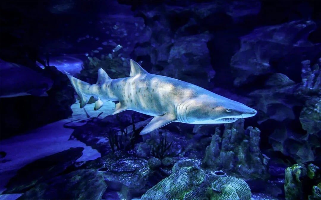 Aquaria KLCC Tickets Image 10