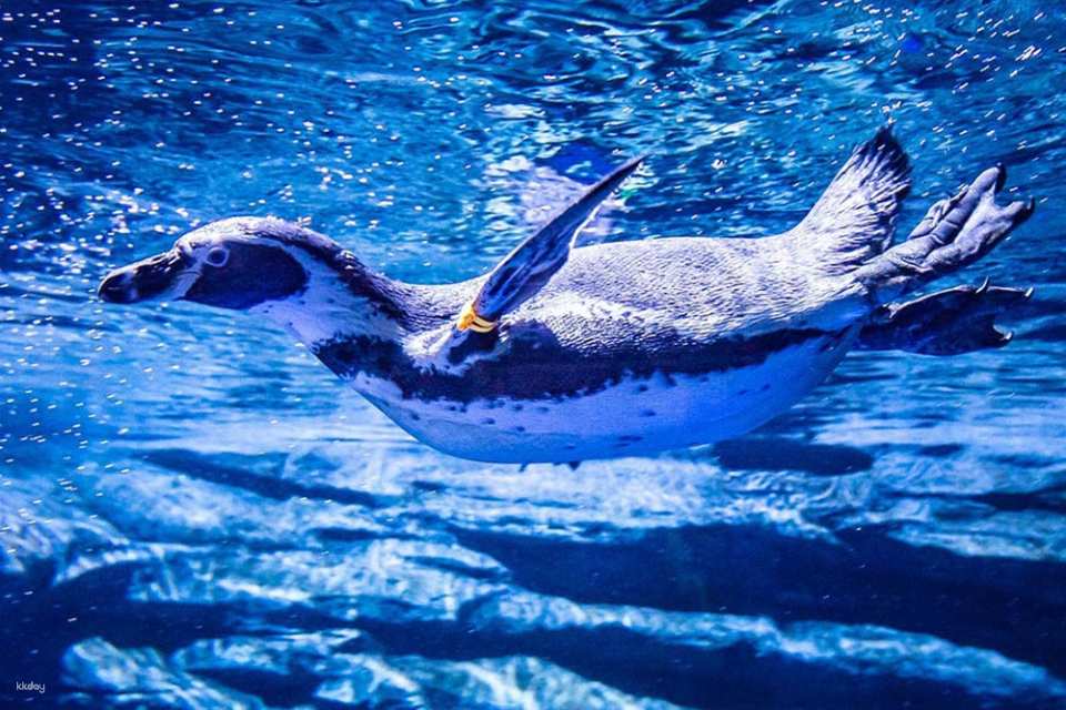 Aquaria Phuket Ticket | Thailand