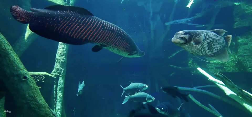 Aquaria Phuket Ticket | Thailand