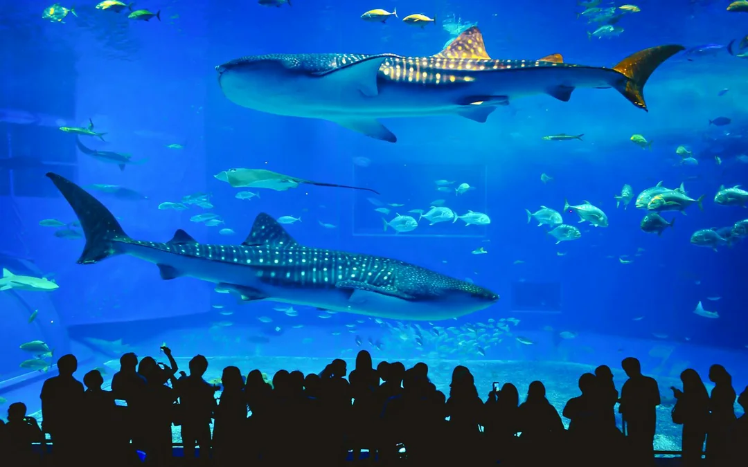 Aquaria Phuket Tickets: Group Admission for Non-Thai Residents Image 3
