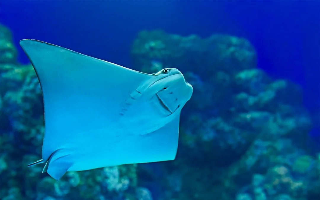 Aquaria Phuket Tickets: Group Admission for Non-Thai Residents Image 4