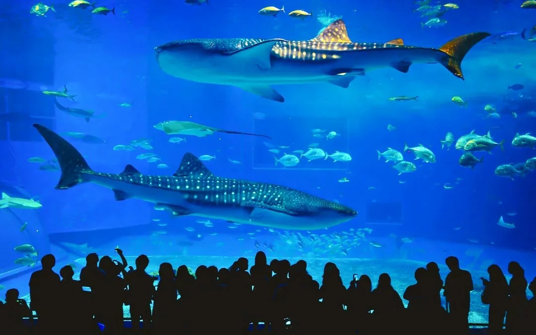 Aquaria Phuket Tickets: Non-Thai Residents Image 3