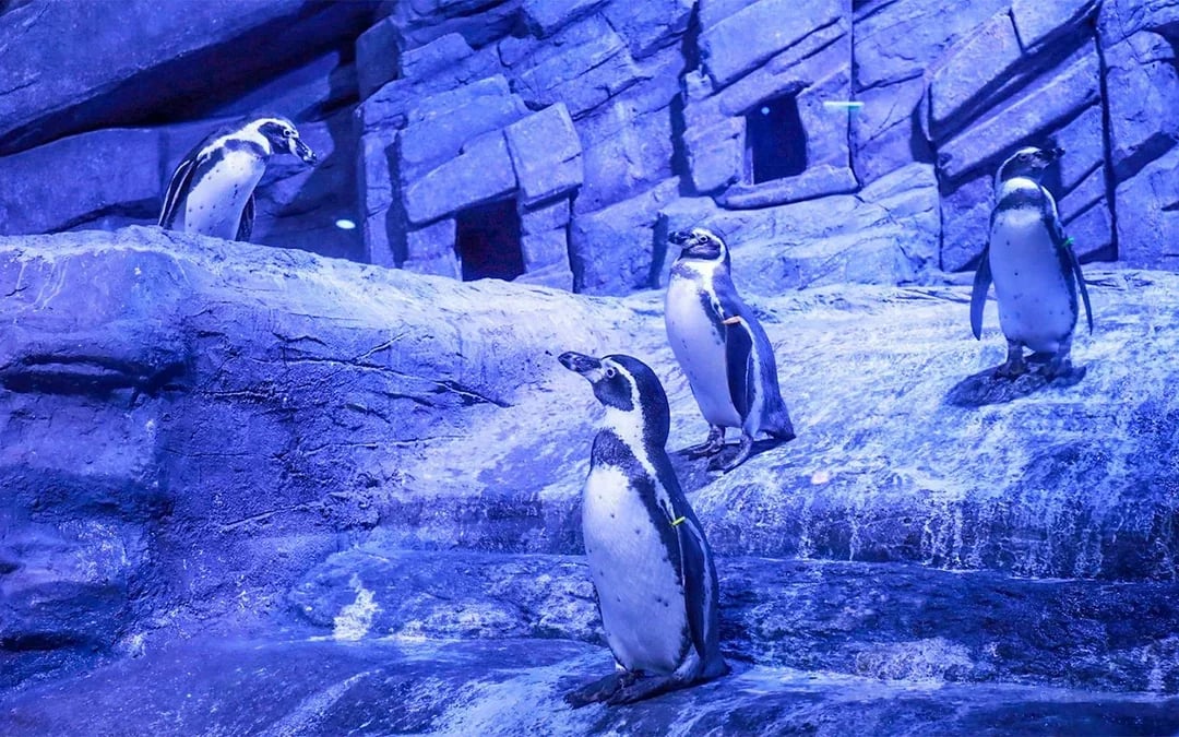 Aquaria Phuket Tickets: Non-Thai Residents Image 4