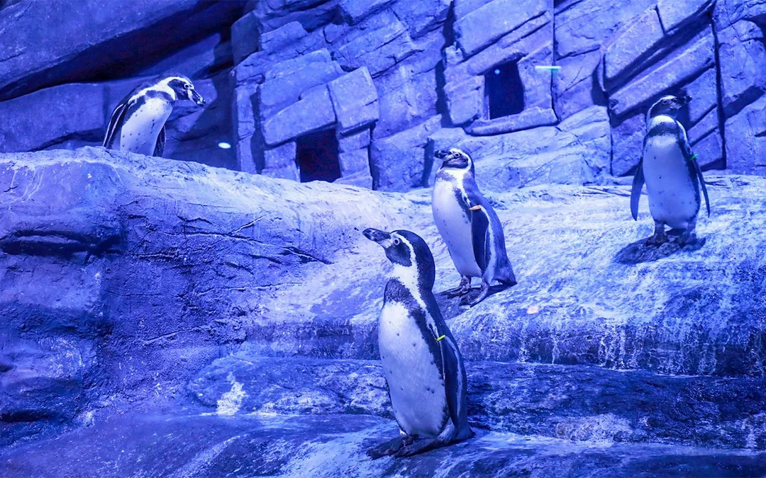 Aquaria Phuket Tickets: Non-Thai Residents Image 4