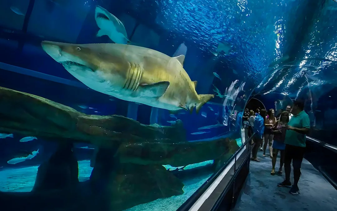 AquaRio: Rio de Janeiro Aquarium Tickets Image 3