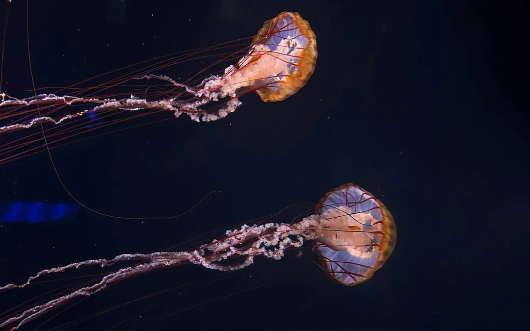 Aquarium de Paris Priority Access Tickets Image 9