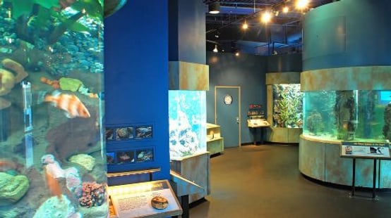Aquarium of the Bay General Admission Ticket