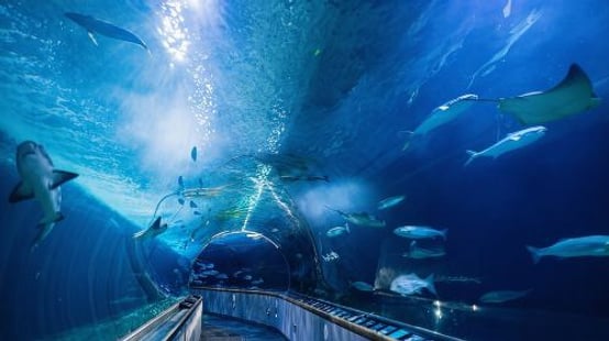 Aquarium of the Bay General Admission Ticket