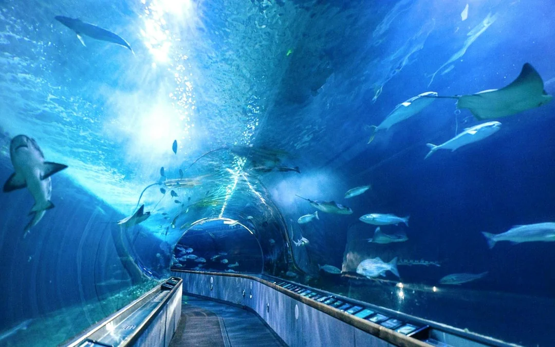 Aquarium of the Bay Tickets Image 1