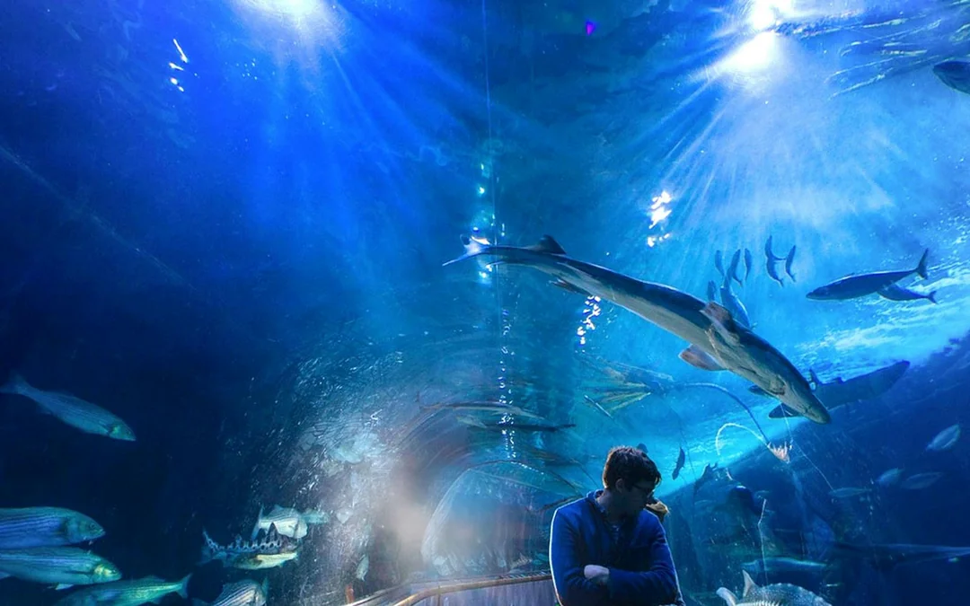 Aquarium of the Bay Tickets Image 3