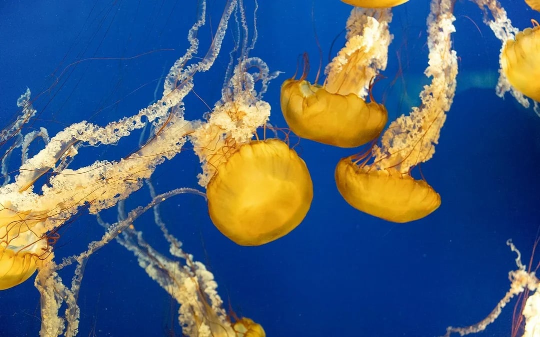 Aquarium of the Bay Tickets Image 5
