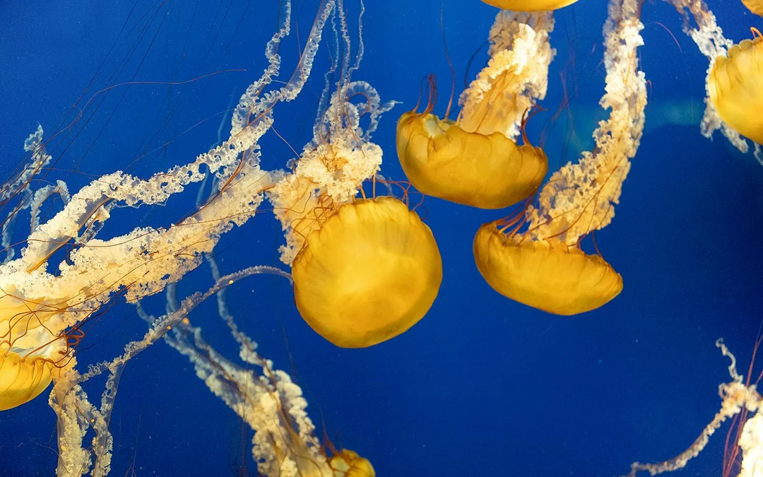 Aquarium of the Bay Tickets Image 5