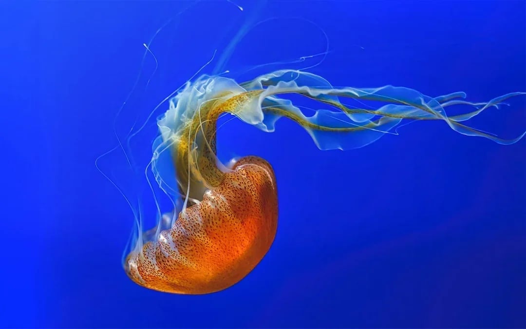 Aquarium of the Pacific Skip-the-Line Tickets Image 2