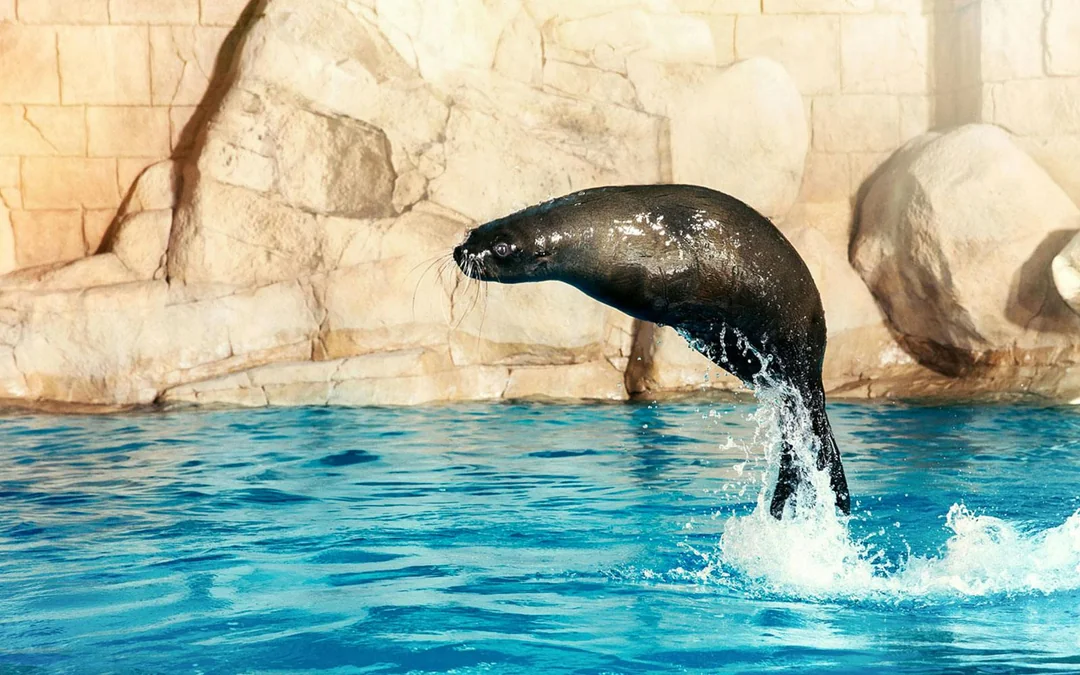 Aquaventure Waterpark Tickets with Sea Lion Encounter Image 3