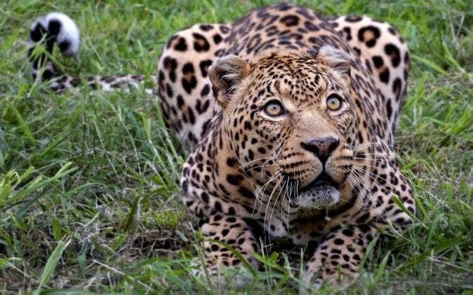 Aquila Game Reserve Private Safari Tour with 4x4 Transfers from Cape Town Image 1