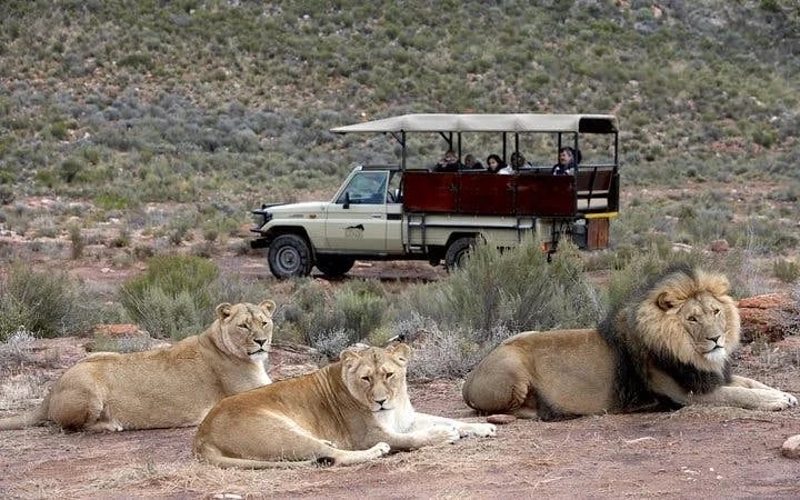 Aquila Game Reserve Safari: Shared Hotel Transfers and Group 4x4 Game Drive Image 2
