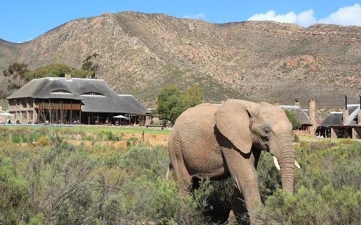 Aquila Game Reserve Safari: Shared Hotel Transfers and Group 4x4 Game Drive Image 4