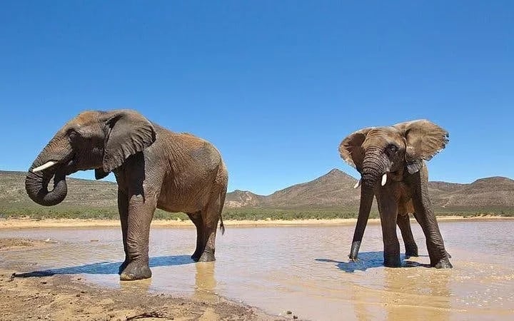 Aquila Game Reserve Safari: Shared Hotel Transfers and Group 4x4 Game Drive Image 5