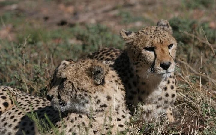 Aquila Game Reserve Safari: Shared Hotel Transfers and Group 4x4 Game Drive Image 7