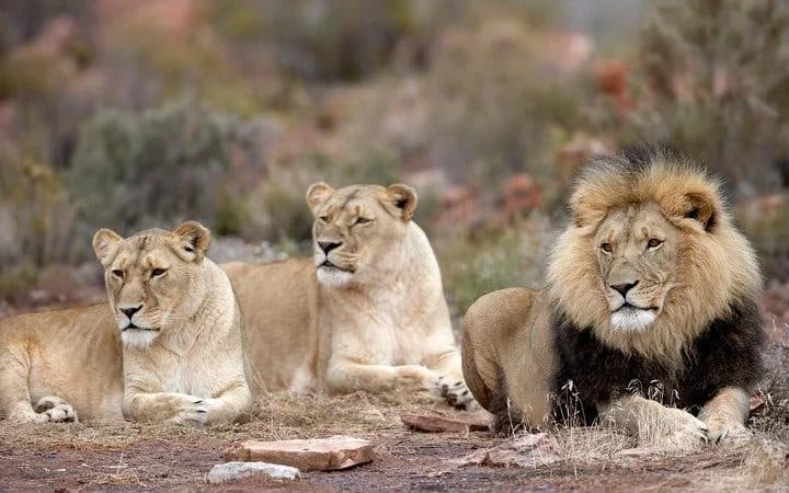 Aquila Game Reserve Safari: Shared Hotel Transfers and Group 4x4 Game Drive Image 9