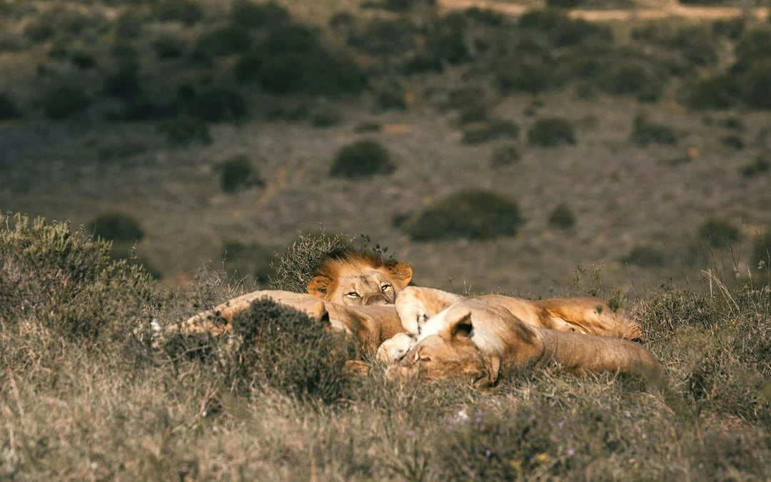 Aquila Private Game Reserve: Early Morning Safari Drive with Big 5 Viewing and Breakfast Image 1