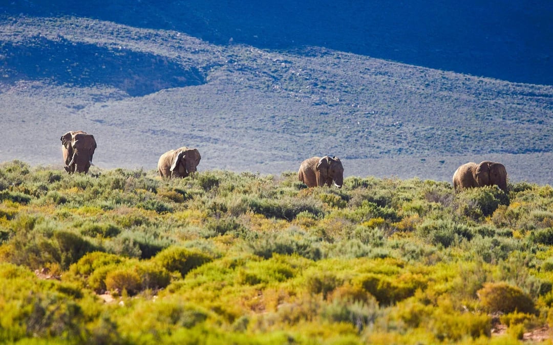 Aquila Private Game Reserve: Early Morning Safari Drive with Big 5 Viewing and Breakfast Image 3