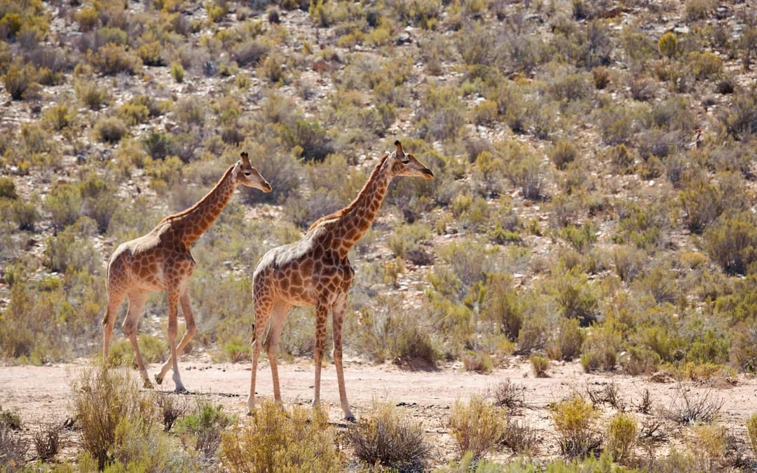 Aquila Private Game Reserve: Early Morning Safari Drive with Big 5 Viewing and Breakfast Image 5
