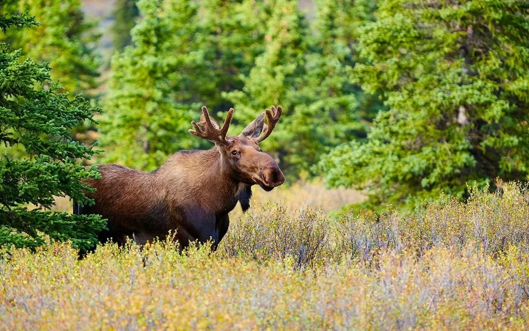 Arctic Circle Tour Image 10