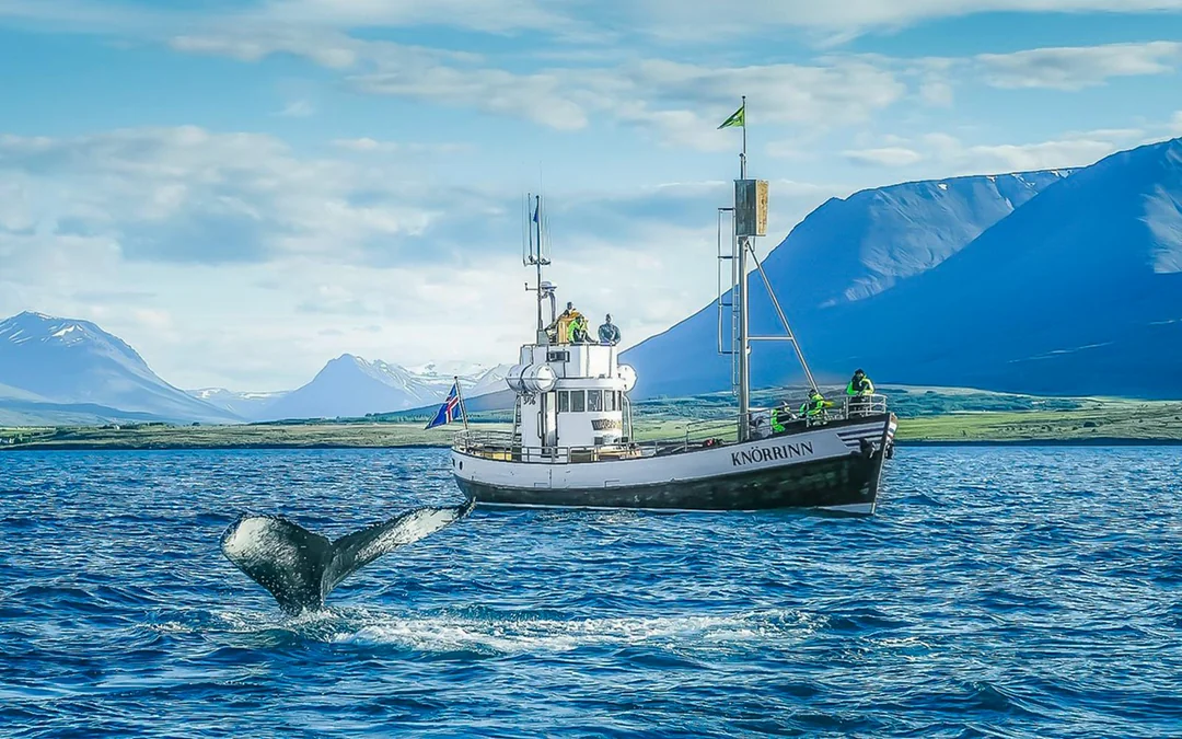 Árskógssandur: Whale Watching Boat Tour Image 1