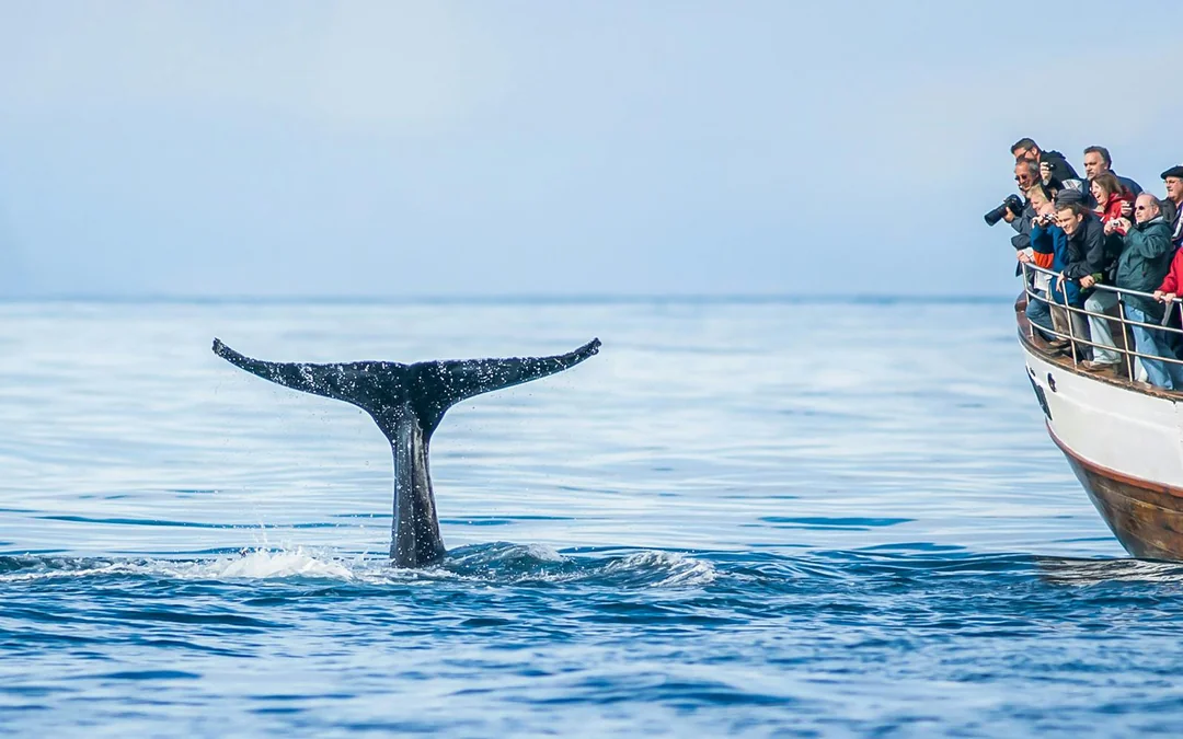 Árskógssandur: Whale Watching Boat Tour Image 2