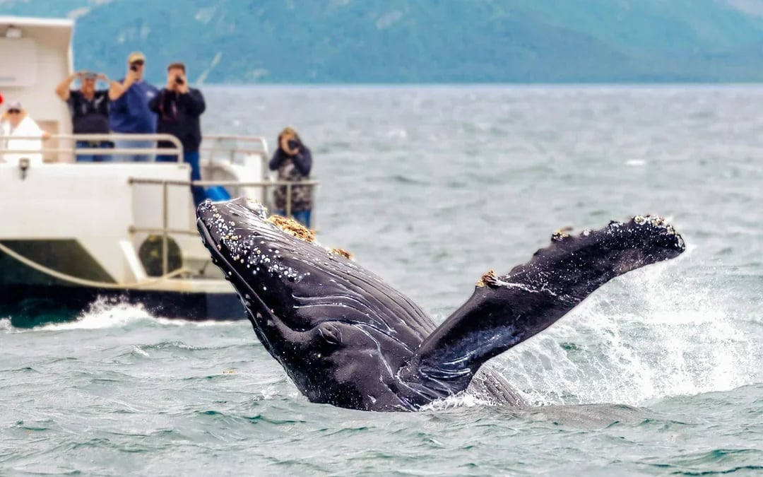 Árskógssandur: Whale Watching Boat Tour Image 4