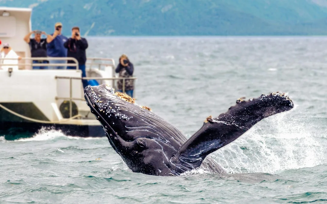 Árskógssandur: Whale Watching Boat Tour Image 4