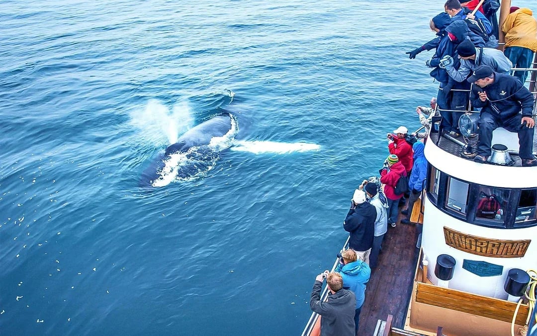 Árskógssandur: Whale Watching Boat Tour Image 7