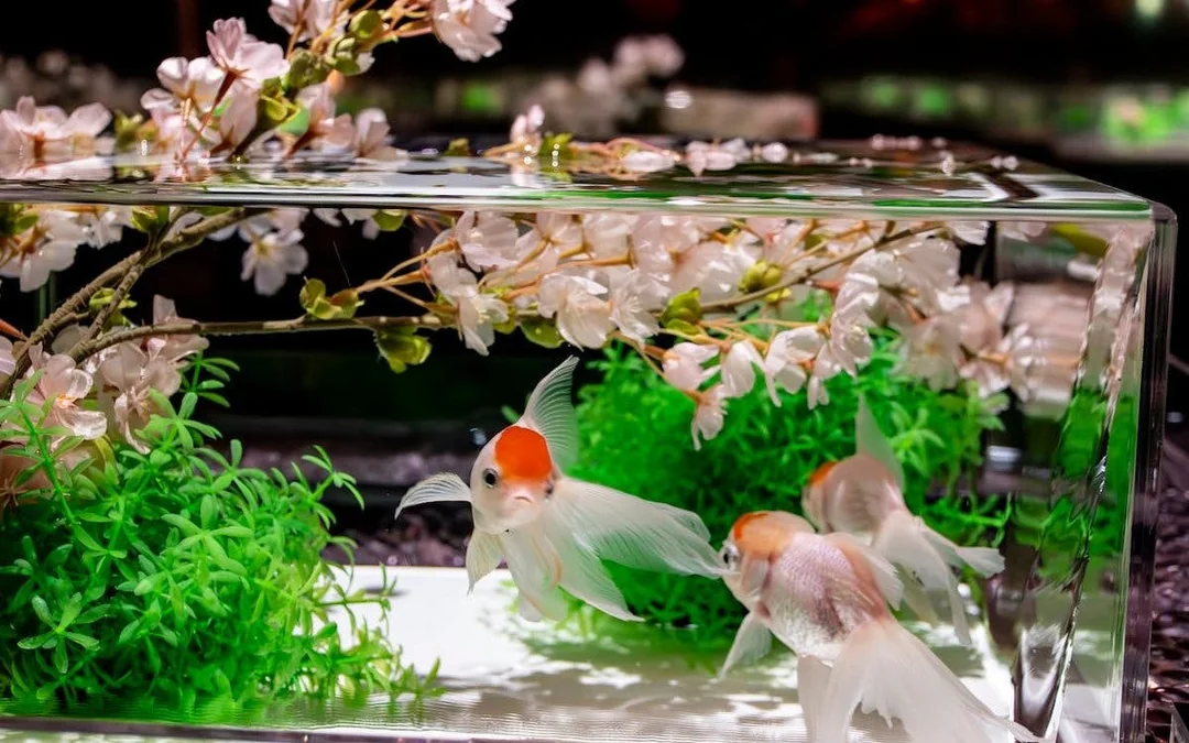 Art Aquarium Museum GINZA Skip-the-Line Pass: Couple & Family Deal (Flash deal for min. 2 guests) Image 2