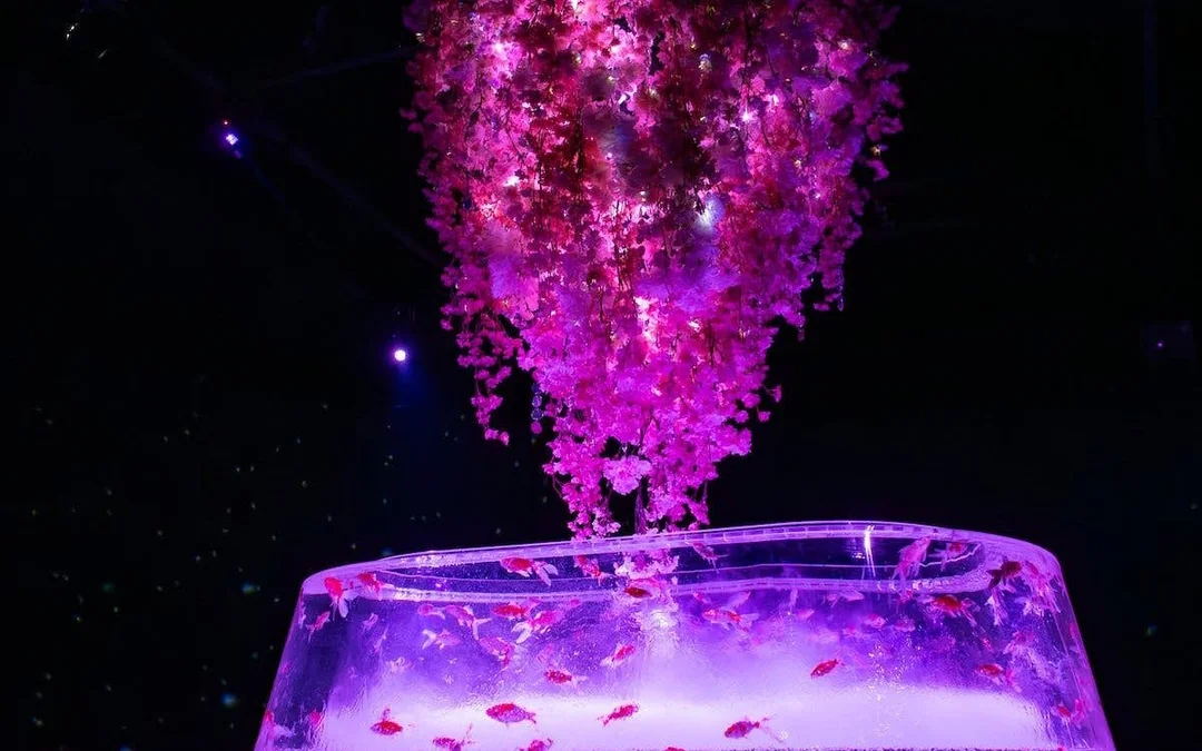 Art Aquarium Museum GINZA Skip-the-Line Pass: Couple & Family Deal (Flash deal for min. 2 guests) Image 11
