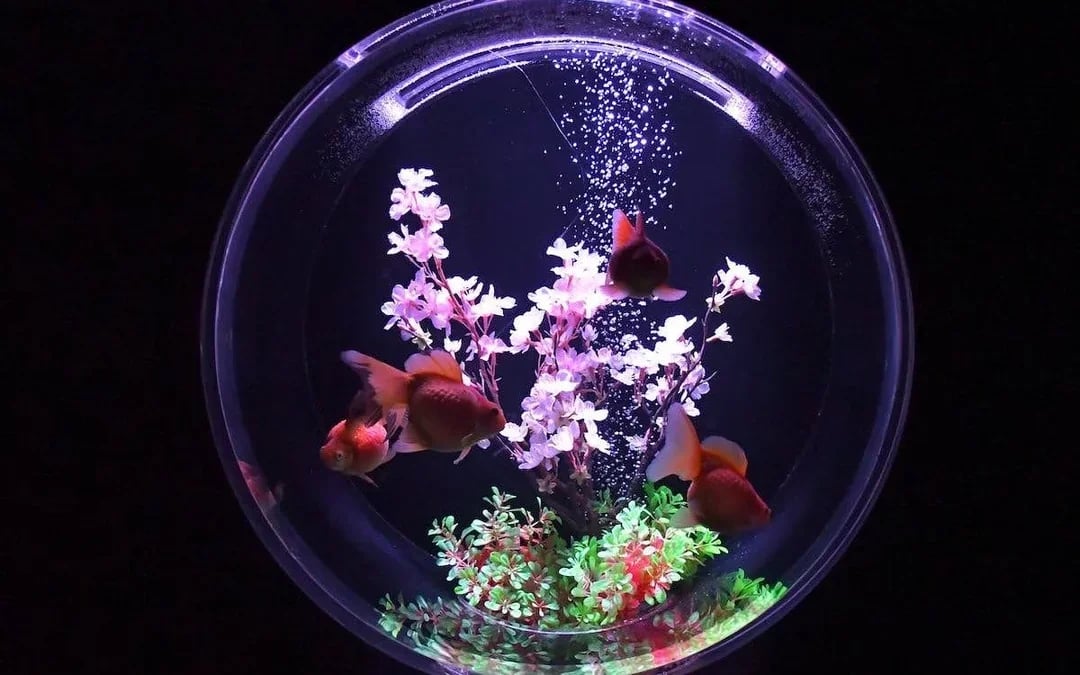 Art Aquarium Museum GINZA Skip-the-Line Pass: Couple & Family Deal (Flash deal for min. 2 guests) Image 3