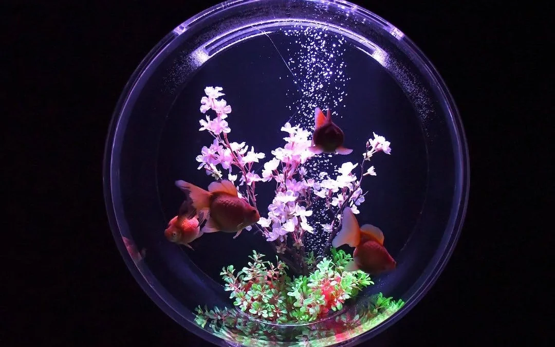 Art Aquarium Museum GINZA Skip-the-Line Pass: Couple & Family Deal (Flash deal for min. 2 guests) Image 3