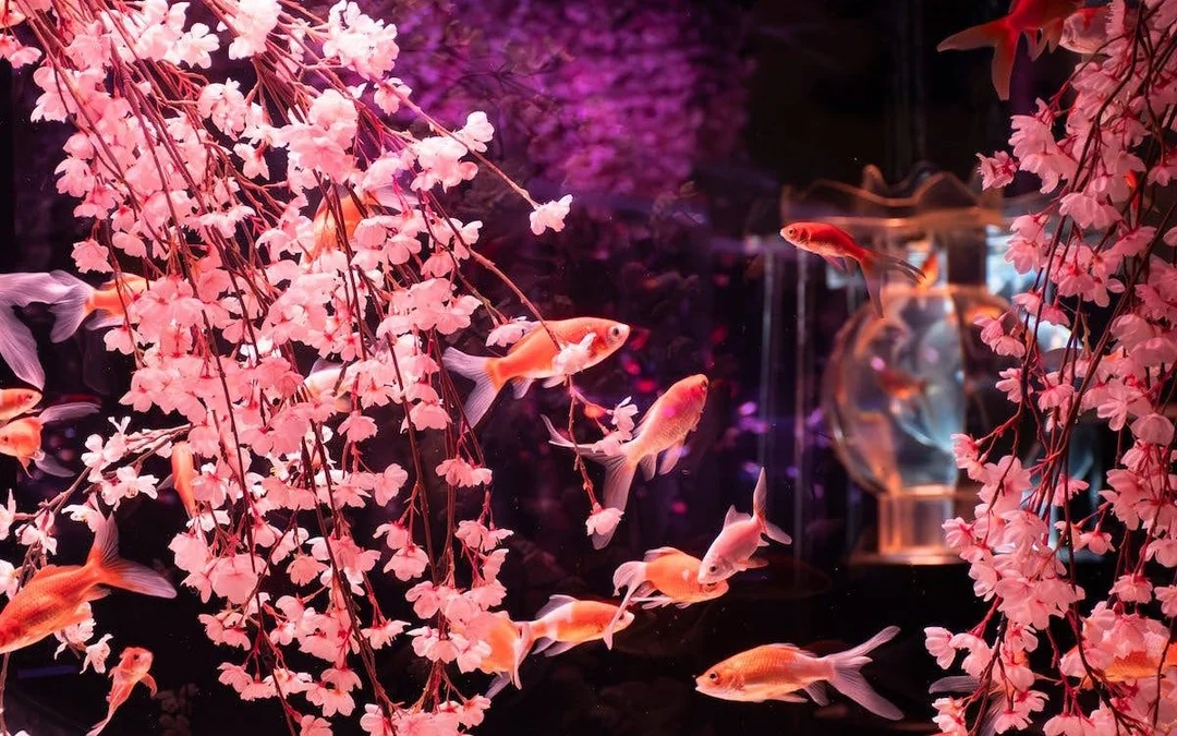 Art Aquarium Museum GINZA Skip-the-Line Pass: Couple & Family Deal (Flash deal for min. 2 guests) Image 4