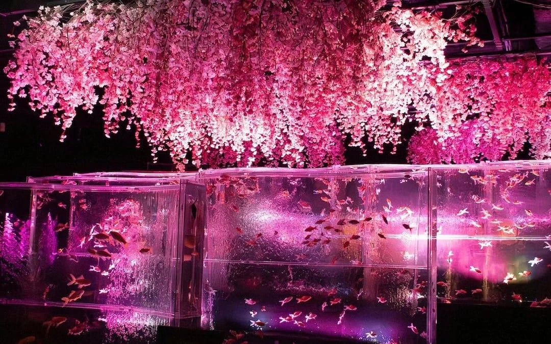Art Aquarium Museum GINZA Skip-the-Line Pass: Couple & Family Deal (Flash deal for min. 2 guests) Image 10