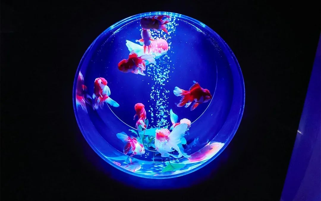 Art Aquarium Museum Ginza Tickets Image 1