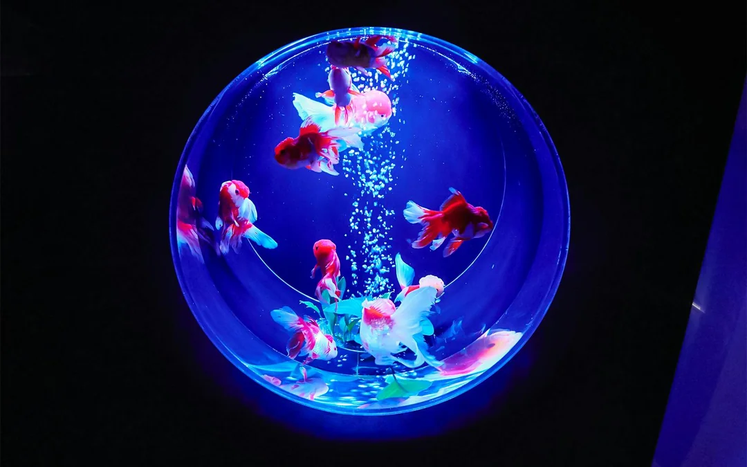 Art Aquarium Museum Ginza Tickets Image 1