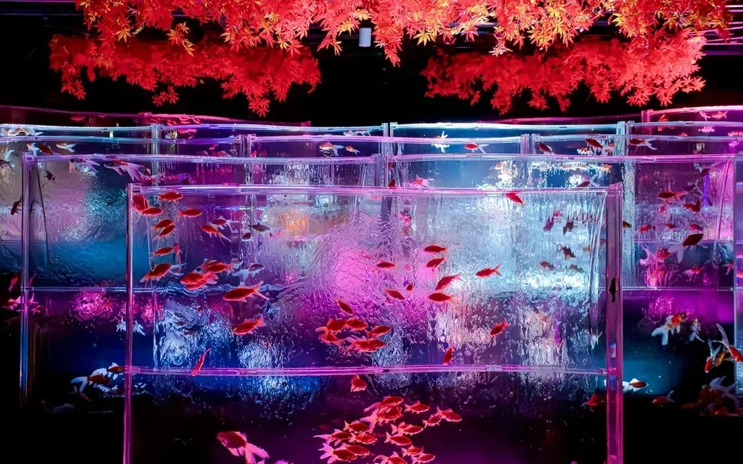 Art Aquarium Museum Ginza Tickets Image 2